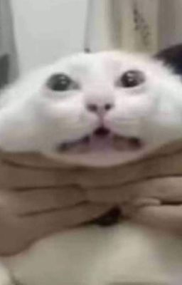 [Qt] Dưỡng lão bà từ trúc mã bắt đầu