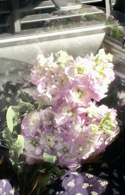 【QT Huyền Hủy - Mai Tứ】Tử Dạ Quy