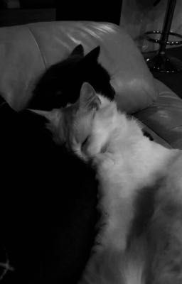 [Quan Khang] [TBTN] Lật Bài