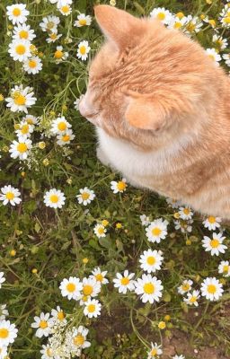 |Rhycap| 🌷Nuông chiều đến ngông cuồng🌷