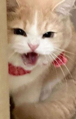 rhycap 𝜗𝜚 baby-ing