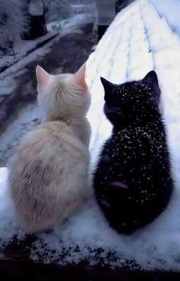 「 SaneGiyuu 」|| Oneshot