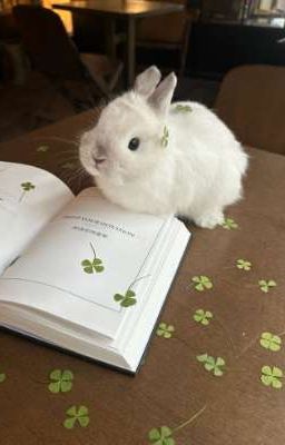 Sau Cơn Mưa Là Cầu Vồng