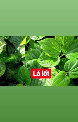Số phận con người