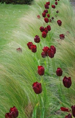 [sơn ca hoạ mi] bạn bé đáng iu. 