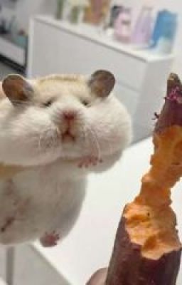 Sonkgav_Trà chiều nhiều bọt