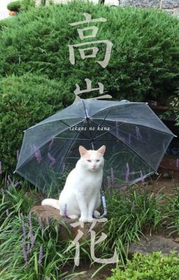 [soobin] takane no hana