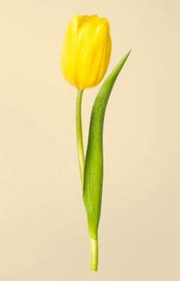 [Sookay] Tặng anh một bông hoa