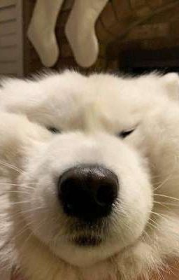 stneko - con chó con phiền phức 