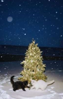 [ Stray Kids ] - Reckless