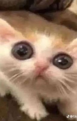 Tái Bút Nhật Kí Tôi Kể Cậu Nghe Về Thế Giới Khác 