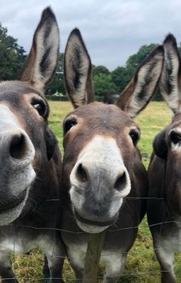 Tam thái tử Hogwarts