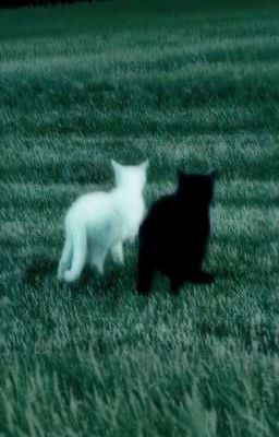 The Moonlight's Hidden Secret