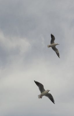 Thư gửi em từ những vì sao xa