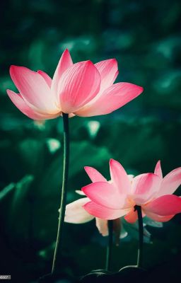 [Thượng Mỹ Ngẫu Bính] Thính Tễ