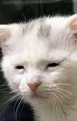 Tìm bạn đồng hành