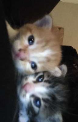 tình iu 2 bé mèo.