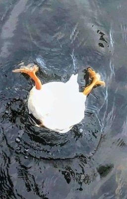 Tình Yêu Không Phân Biệt Giới Tính 