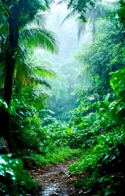 Tình Yêu Nơi Rừng Nhiệt Đới