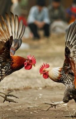 Tip chọn gà đá Thomo hay giúp bạn giành nhiều chiến thắng