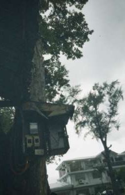 tít khang | moonlight between us 