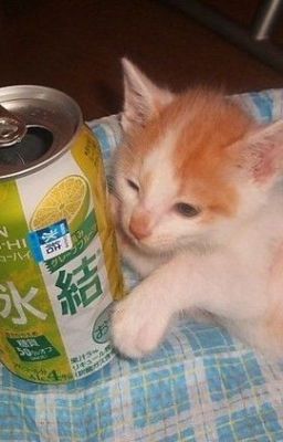 Trà bí đao, snack đậu xanh và playlist Spotify của cậu!