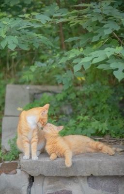 trans - on2eus| chuyện giữa tôi và anh trai hàng xóm