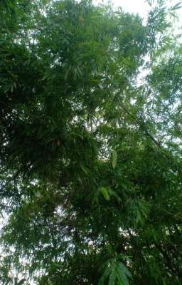 Truyện Ngắn Của Lập Thạch  Nguyễn Đức Ninh 