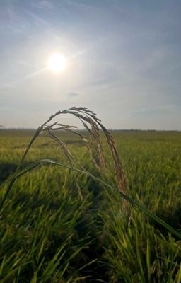 Truyện viết tập sự: Ai thương đóa hoa rơi giếng nước