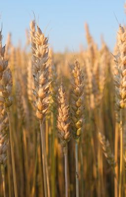 Tự Truyện Của Một Con Người 