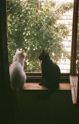 verkwan, solboo; vé khứ hồi về miền ký ức.