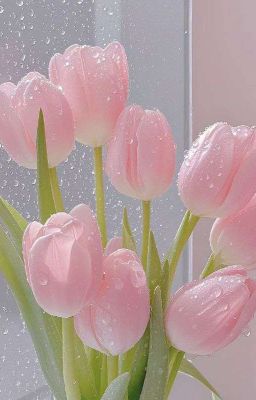 VẾT CẮN NGỌT NGÀO CỦA THANH XUÂN 