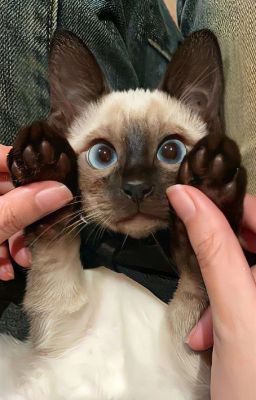 [vicho] quân sư bất đắc dĩ