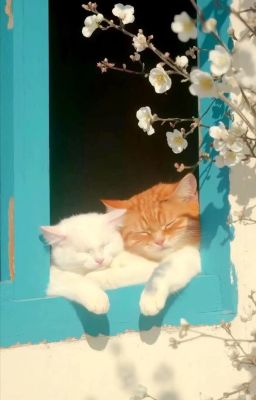 (Wenclair) Trảo Ký