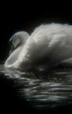 White Swan | Fyodor 