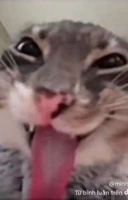 xuyên không làm phản diện, ta dùng cặc của mình đụ nát lồn của toàn bộ mỹ nữ