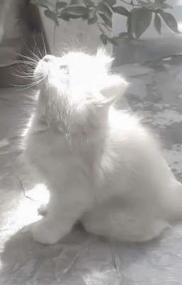 [yangsun] chủ nhân của heehee 