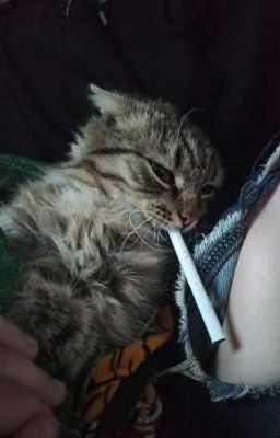 【 Zeka - Kingen 】-  I wish...