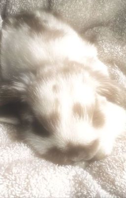 ୨ Chodeft ৎ Mưa tan 