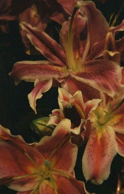 ᝰ.ᐟ faker x chovy ᡣ𐭩 sweet 