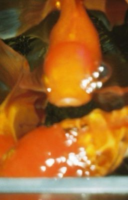 【猫花/chonut】Bí kíp luyện rồng  ✎ 𓇼