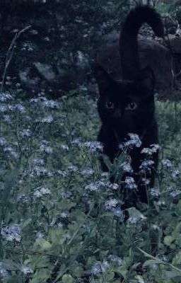 𝐡𝐮𝐲𝐡𝐨𝐚𝐧𝐠  𖥸  mèo đen