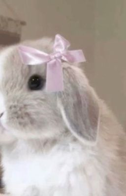 𝑻𝒆𝒙𝒕𝒇𝒊𝒄 • Onran | Tán Trai